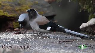 Northern India - Birds of the Himalayan foothills