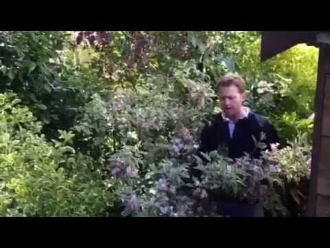 Plant