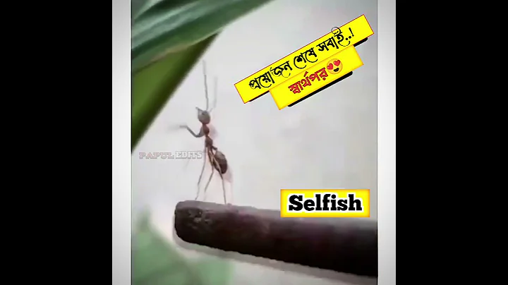 Ant left behind 🐜 Motivational video|Never trust anyone blindly you'l #salfish #shorts #papuledits