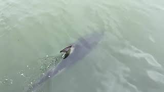 Rare sighting: Pacific white sided dolphin inside the Marina del Rey harbor