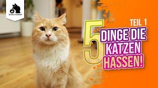 🔥 Diese 5 Dinge HASSEN Katzen! (Teil 1) Stresst du deine Katze? Finde es heraus! by Schlitzohr - Haustierkanal 20,357 views 2 years ago 5 minutes, 56 seconds