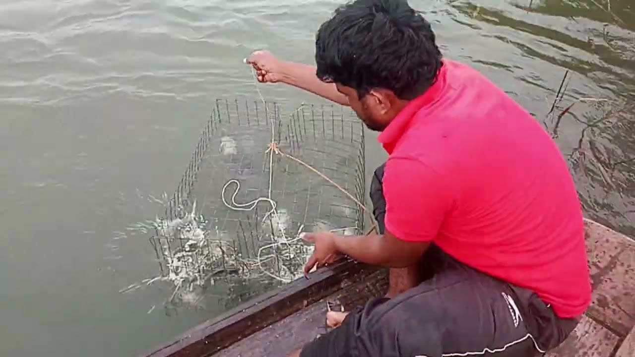 नवीन पिंजरे टाकून मासे धरताना