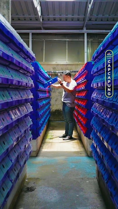 Anti rugi! Budidaya kepiting sistem apartemen.