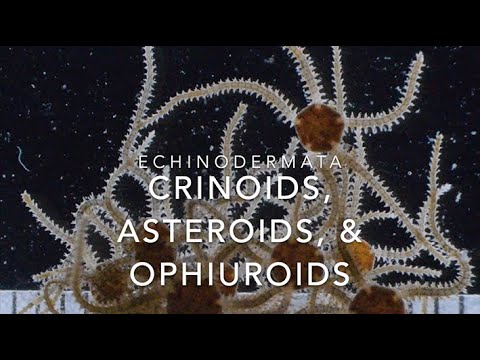 Echinodermata: crinoids، asteroids، اور ophiuroids