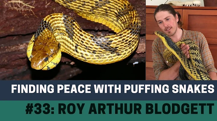 Finding Peace with Puffing Snakes | Roy Arthur Blo...