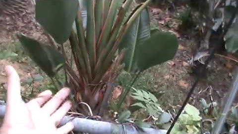 TRRS #1066 - Antenna Down Again