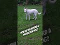 Q&amp;A: How do you afford a protection dog? #youtubeshorts #youtube #marijuanagrowers