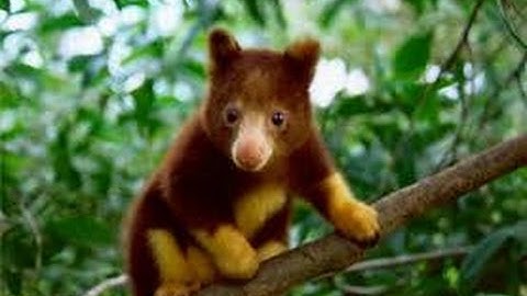 Zoo Tycoon 2 Tree Kangaroo Exhibit Tutorial