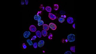 Classification Of Bacteriabacterial Classification Microbiologybacterial Diversitysimple