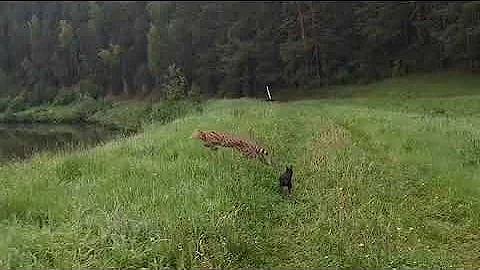 Watch the video about Serval jump