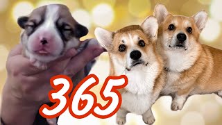 HOW PUPPY has he changed in a YEAR!🐶 Corgi Saddy | puppy growing up