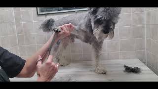 Schnoodle (Schnauzer/Poodle) dog breed full groom, #5 blade, growing out Mullet, dog grooming