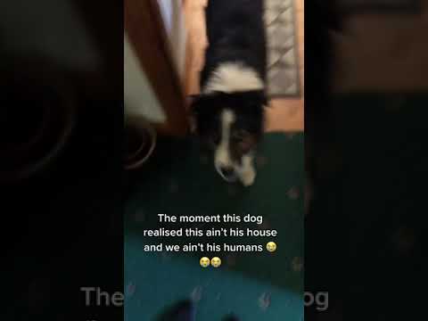 Dog Realizes He’s