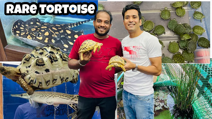Watch the video about High White Leopard Tortoise | Gaint Asian Leaf Turtle | Exotic Tortoise in India | Exotic Fishes