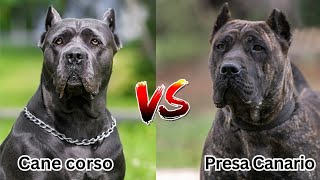 Cane Corso vs Presa Canario: Which breed will win? by Animella 1,433 views 6 months ago 6 minutes, 39 seconds