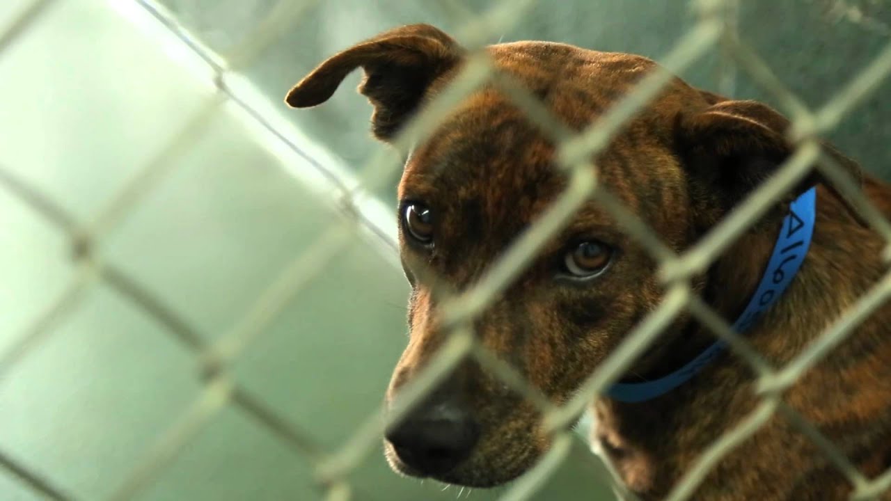 Adoption Ambassadors Save Lives!