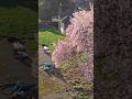 cherry blossom from the neighborhood #videography #reels #shorts #cherryblossom