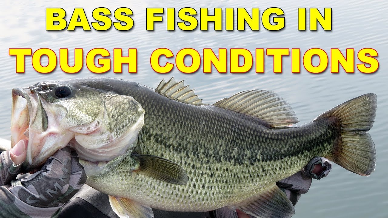 Spring Bass Fishing In Tough Conditions Bass Fishing YouTube