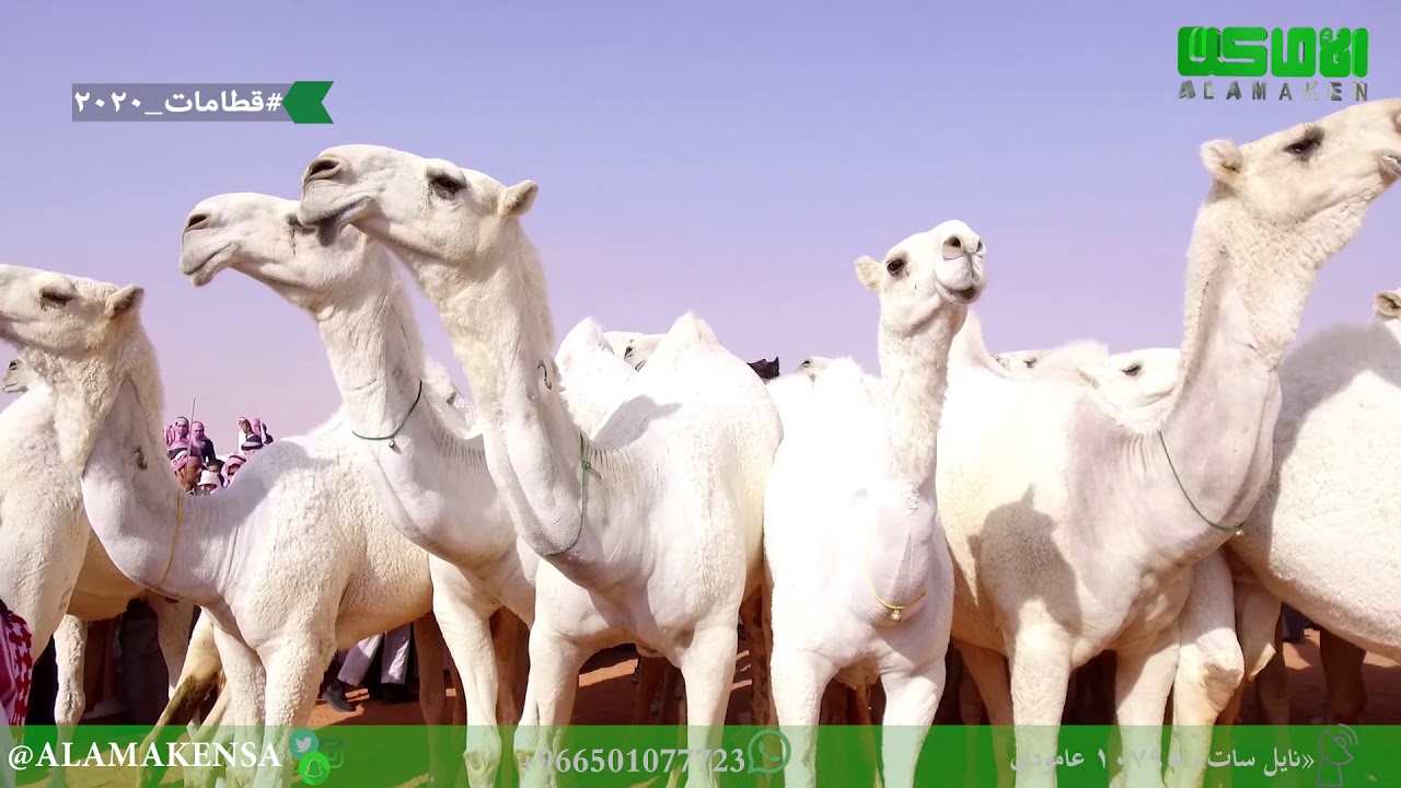 مسيرة عبد المحسن البعجيان 30 وضح