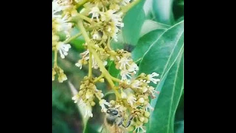 Ong lấy mật hoa vải thiều Lục Ngạn