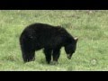 Black Bear Gender Identification