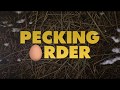 Pecking Order - Trailer