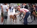 How people react when you walk with a 150 lbs pitbull in Rotterdam centrum