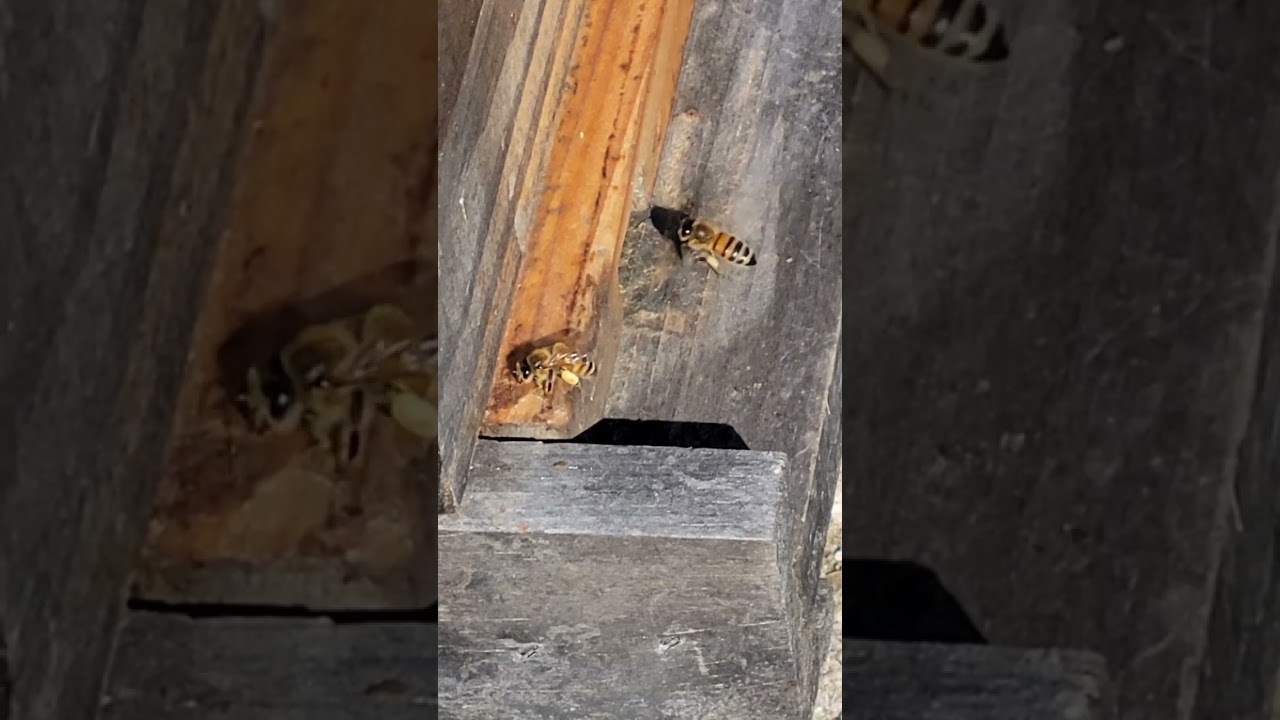 Really Heavy Pollen Sacs