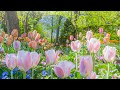 Beautiful Relaxing Music❤️Calms the nervous system and refreshes the soul