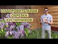 Обрезка деревьев для новичков / Первые шаги в обрезке кустарников и деревьев