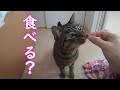 【【保護猫】Amazonからモンプチ　クリスピーキッスの試供品が届く Wasabi～the ex-street cat～ a freebie from Amazon!