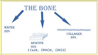 Hossam zero hole role in osteoporosis