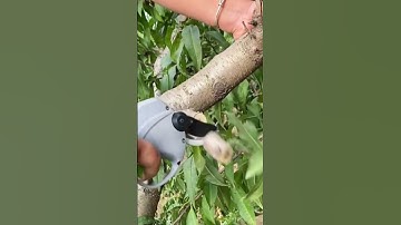 Peach tree side branch pruning process- Good tools and machinery can increase work efficiency