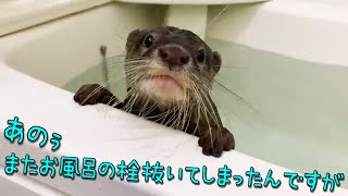 カワウソがお風呂の栓を抜いちゃって自分で慌てて直しに行くが・・・