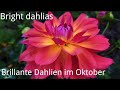 011【J&J Garden and Life】Dahlias blooming in my garden in October 2021, Dahlien  im Okt. 2021