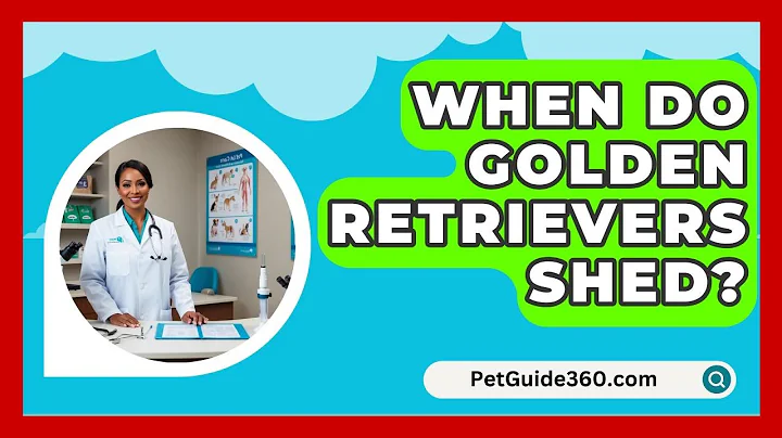 When Do Golden Retrievers Shed? - PetGuide360.com