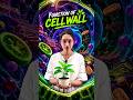 Cell Wall in Plants | Easy Biology Explanation