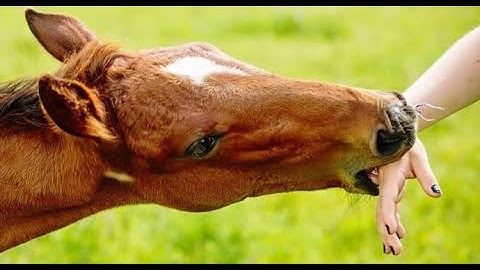 Dealing with horses that bite. PREVENT IT! / Training
