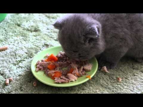 Шотландский Вислоухий котенок