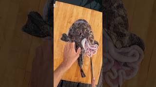 Filleting The Best Eating Fish