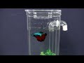 Mon aquarium amusant de hampton direct