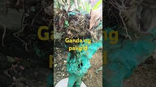 #smallgarden#shortsvideo#pinayvlogger@CHERRY69 Tv