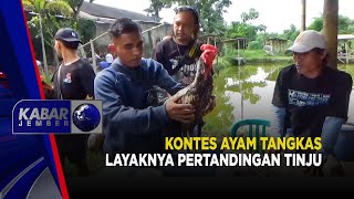 Kontes Ayam Tangkas Layaknya Pertandingan Tinju  Kabar Jember