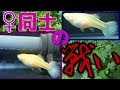 [最も好ましい] グッピー コリドラス いじめる 106716-グッピー コリドラス いじめる