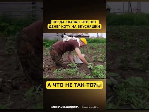 Согласны?😂#кот #коты #прикол