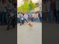Kolhapur dog race 🚀😱 || kolhapur dog racing / dog race maharashtra || #shorts #arfyads