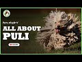 Discover all you need to know about the puli dog in this comprehensive guide
