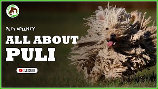 Discover all you need to know about the Puli dog in this comprehensive guide!