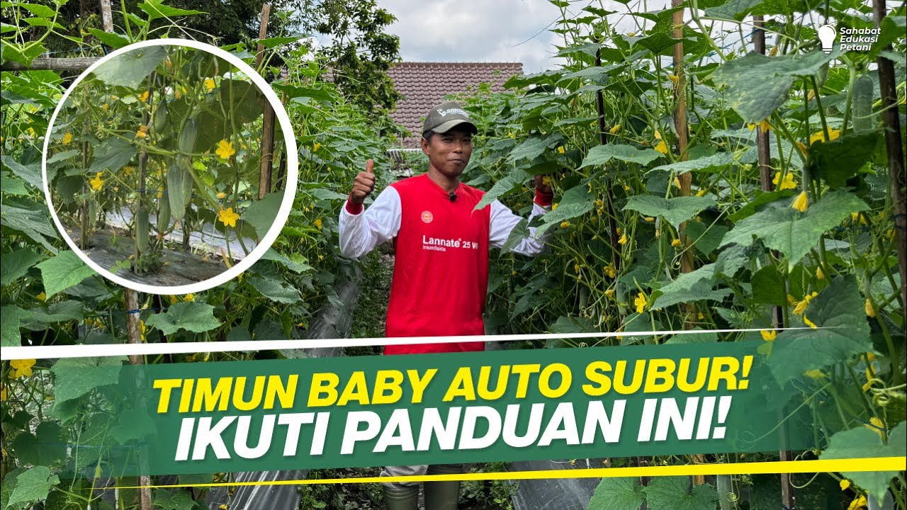 SOP LENGKAP BUDIDAYA TIMUN BABY ‼ CARA AGAR BUAH LEBAT, UMUR PANEN PANJANG ‼