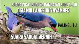 Suara pikat burung rambatan paruh merah
